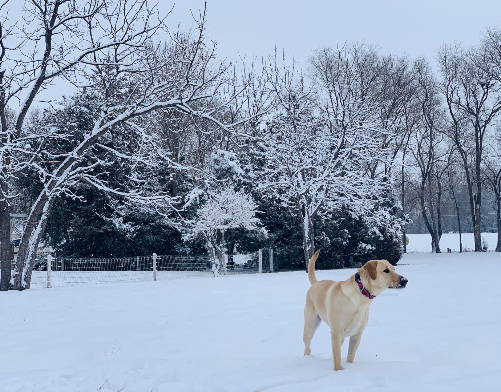 PHOTOS: November Snow, photos from Star-Herald staff and readers